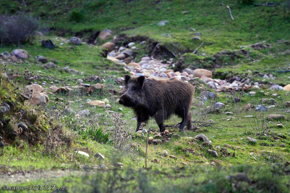 Jabalí (Sus scrofa)